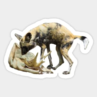 African Painted Wolf aka African Painted Dog Sticker